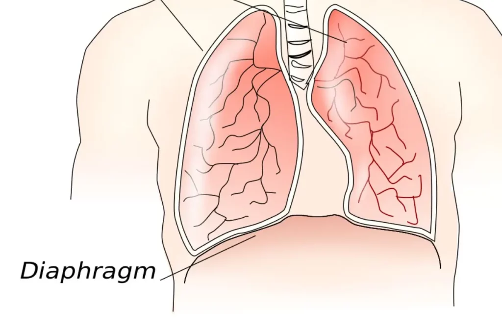 diafragma di bawah paru-paru 