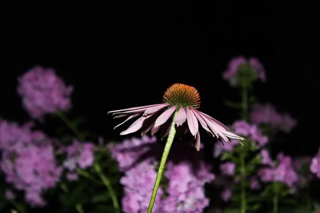 bunga echinacea yang sedang mekar