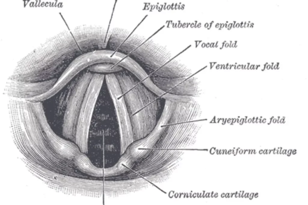 anatomi laring