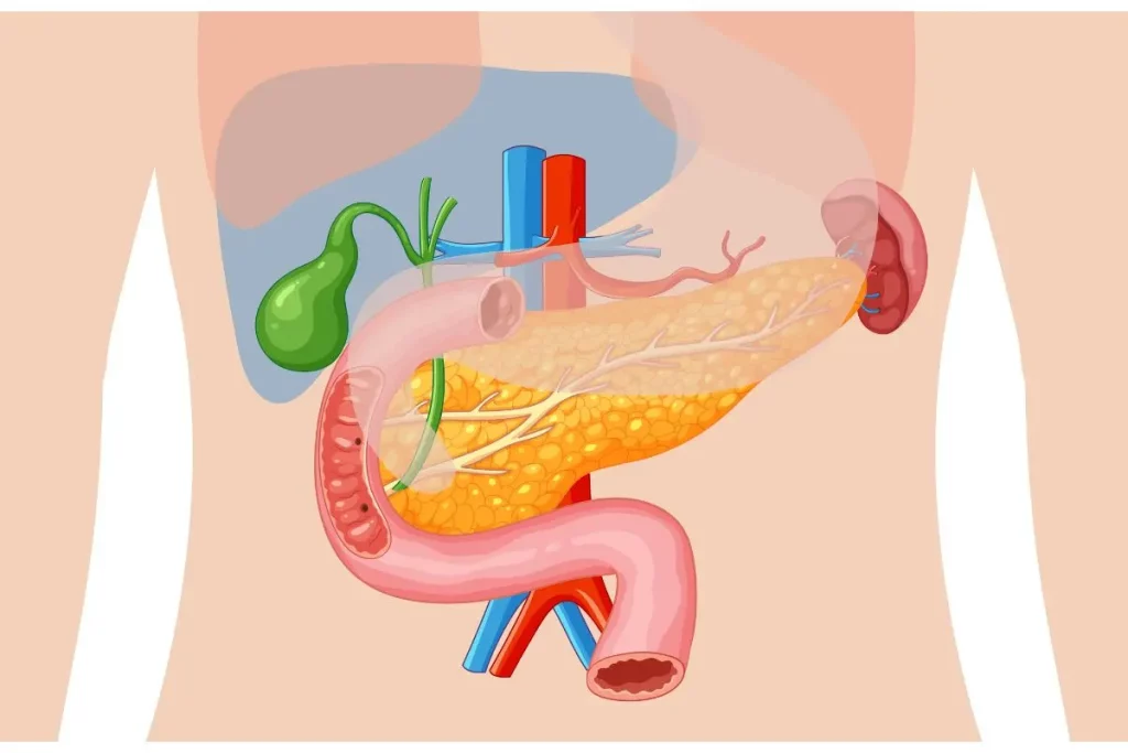 organ pankreas di dalam tubuh