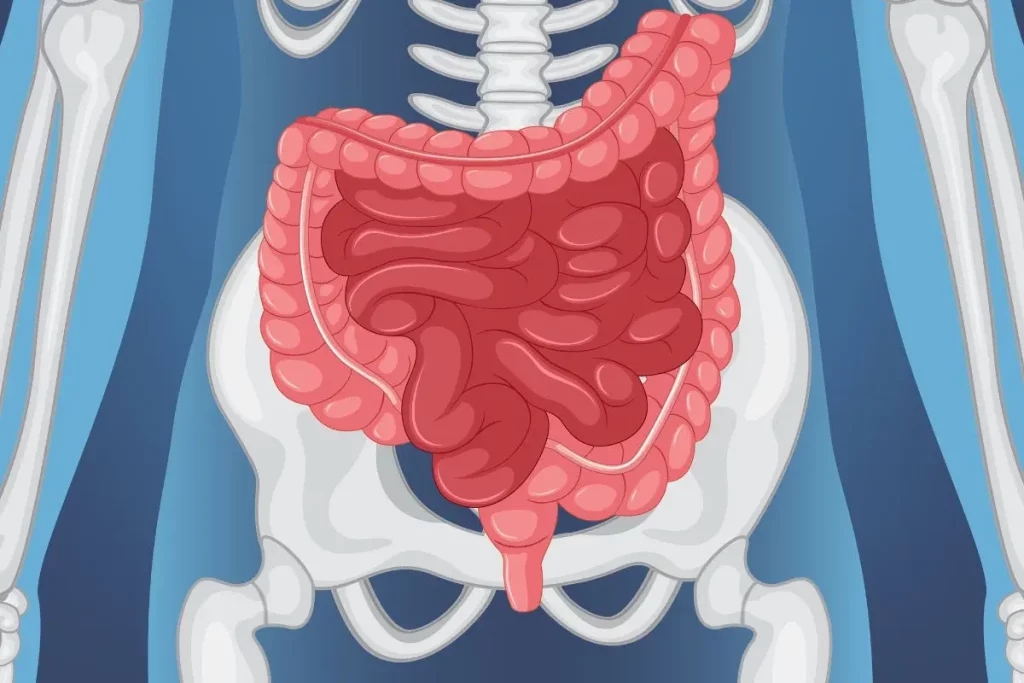 organ usus di depan kerangka tulang 