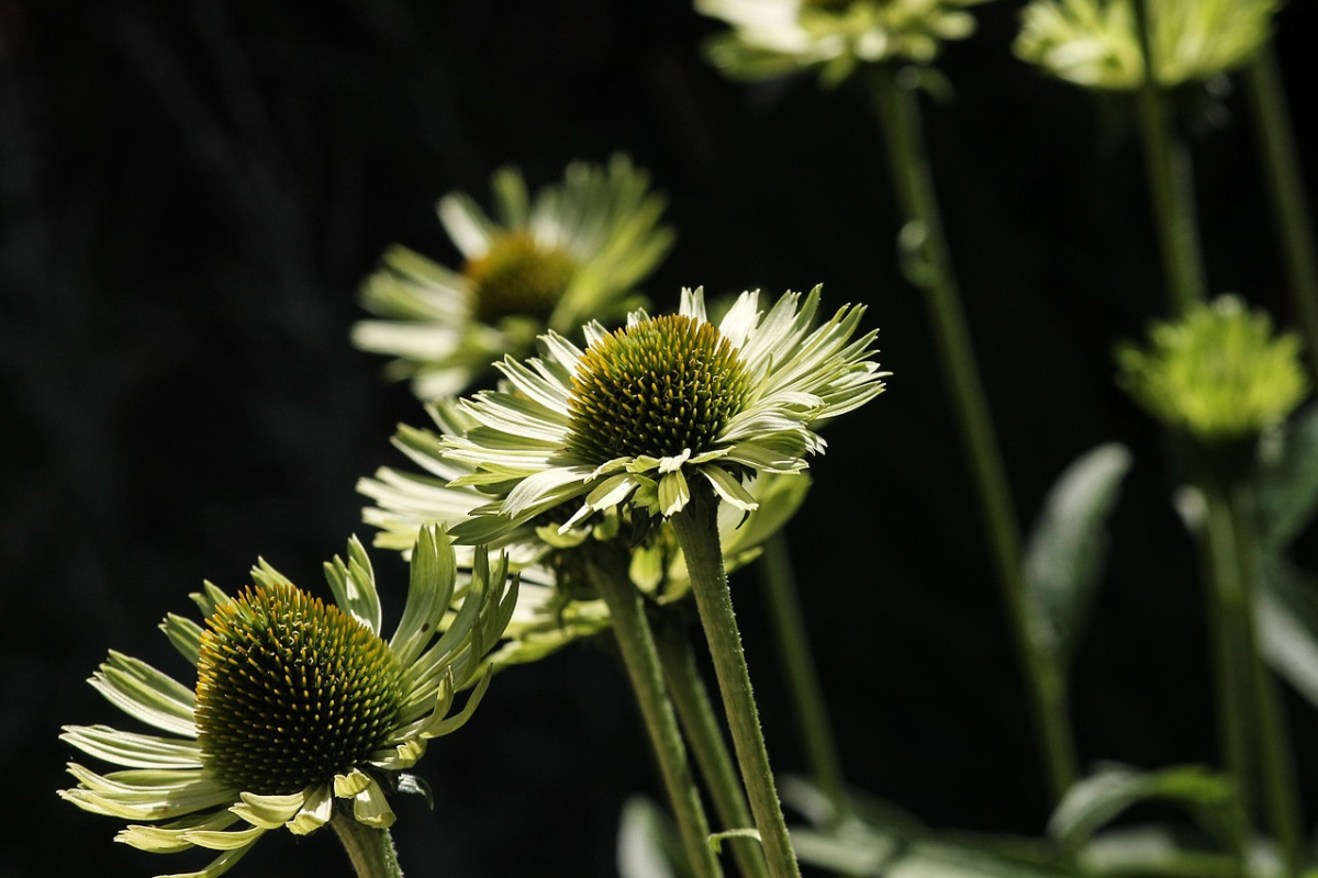 bunga echinacea