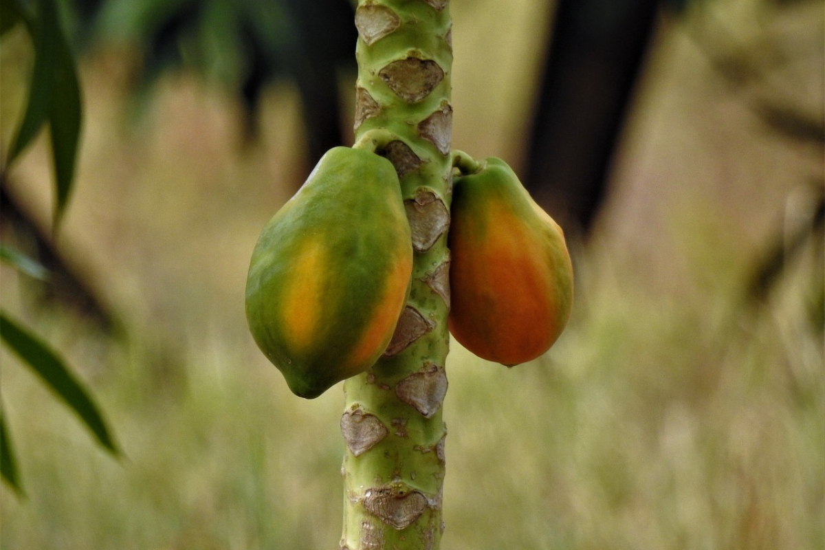 dua buah pepaya yang masih ada di pohonnya