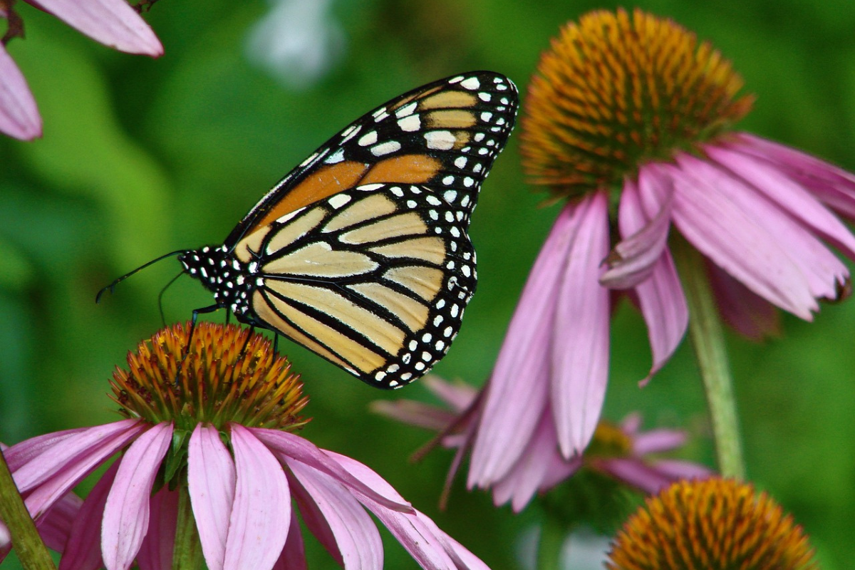 kupu-kupu yang hinggap di echinacea